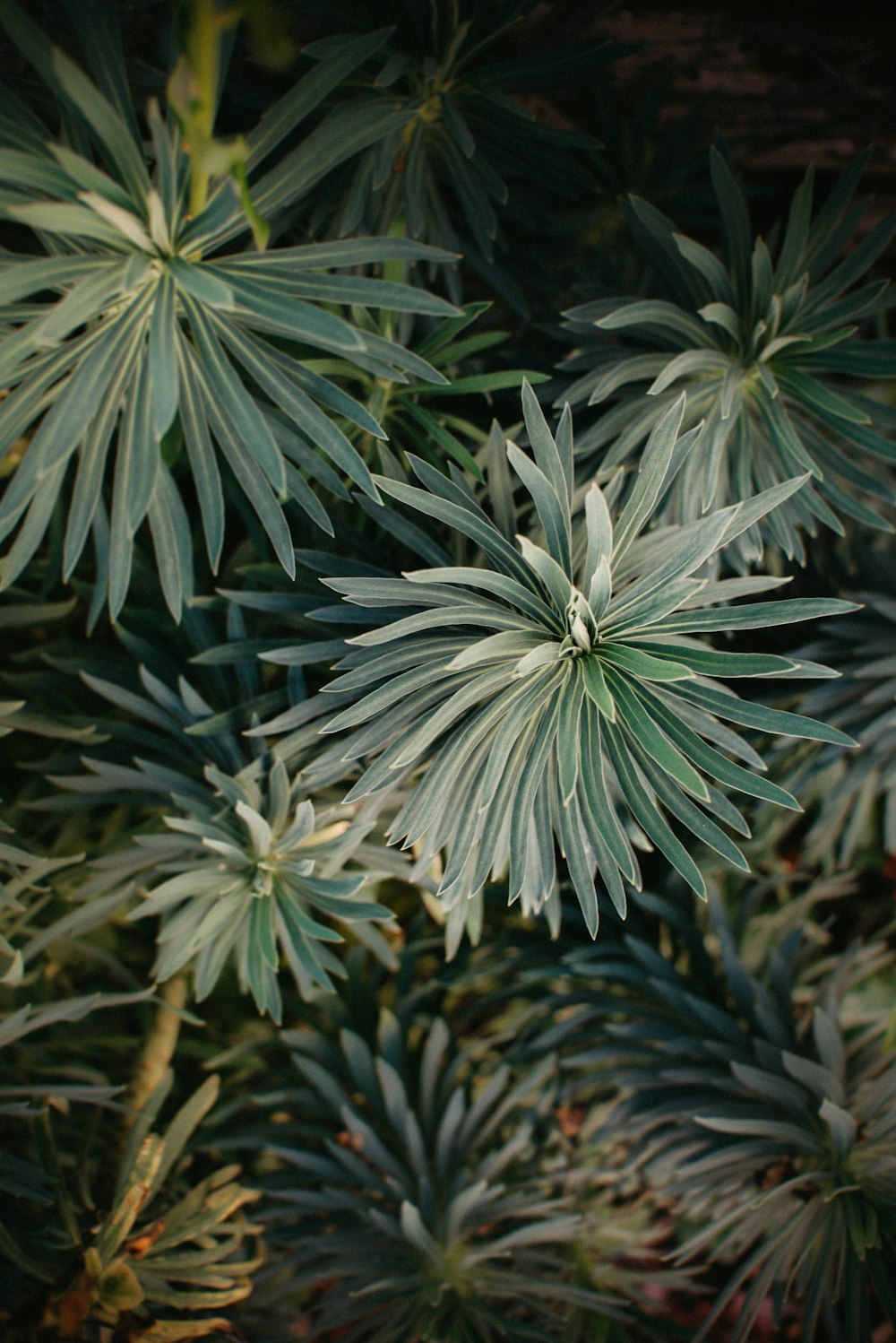 shallow focus photo of green plants