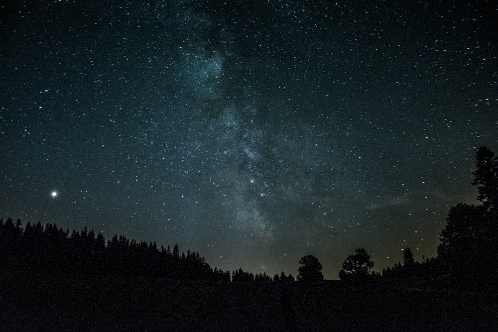 silhouette of trees during night time