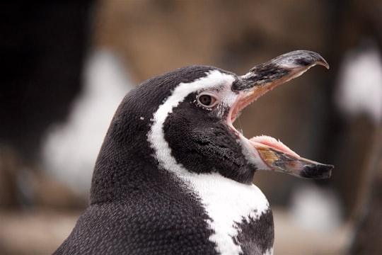 black and white bird opening mouth in Calgary Zoo Canada