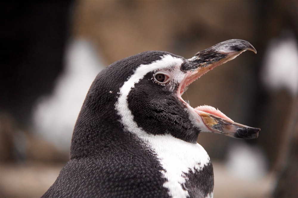 black and white bird opening mouth