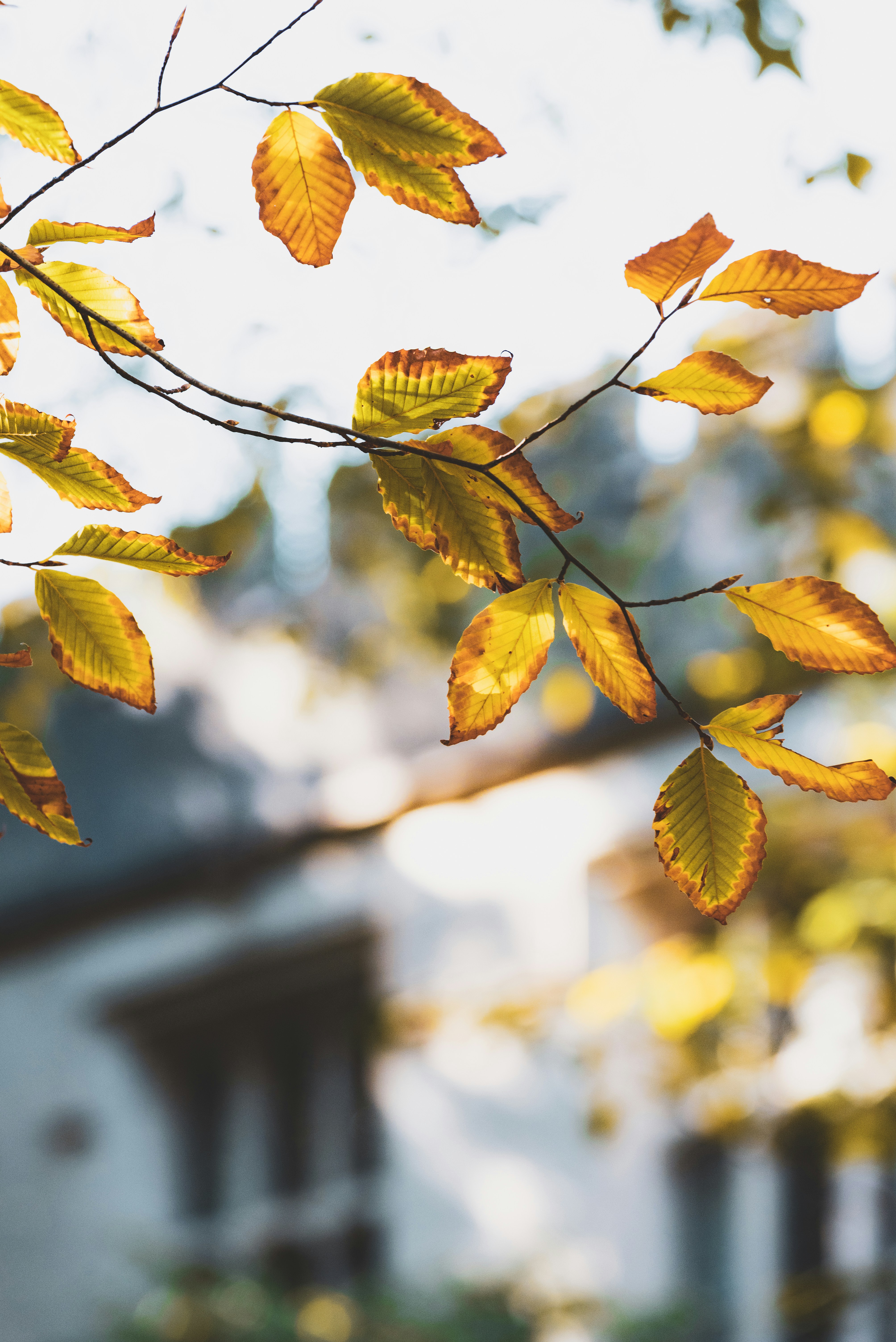 Photo by _christianlambert