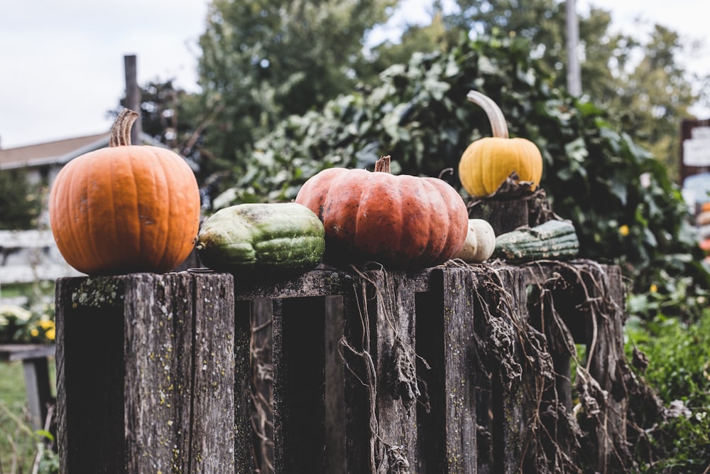 orange pumpkins