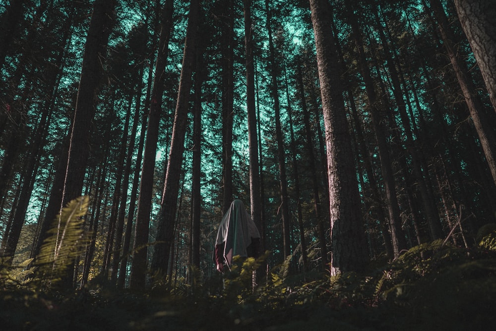person surrounded by trees