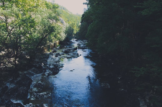 A serene landscape featuring a flowing river surrounded by dense green forest. Sunlight filters through the foliage, casting dappled light on the water and rocks. The scene is tranquil and lush, with natural wilderness.
