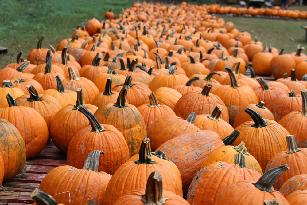 orange pumpkin patch