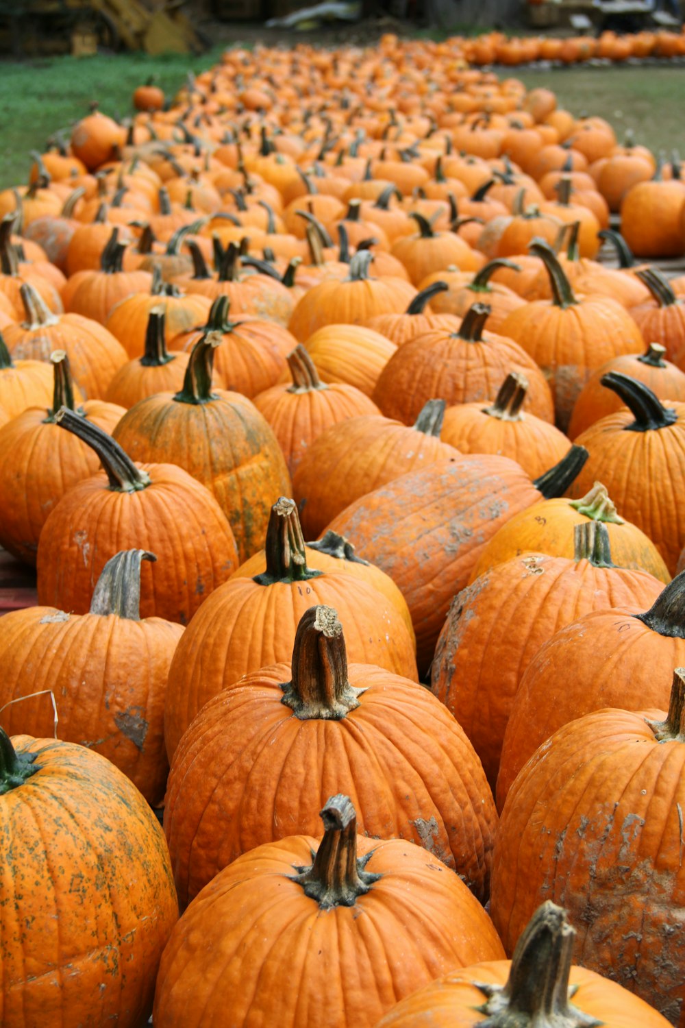 orange pumpkin patch