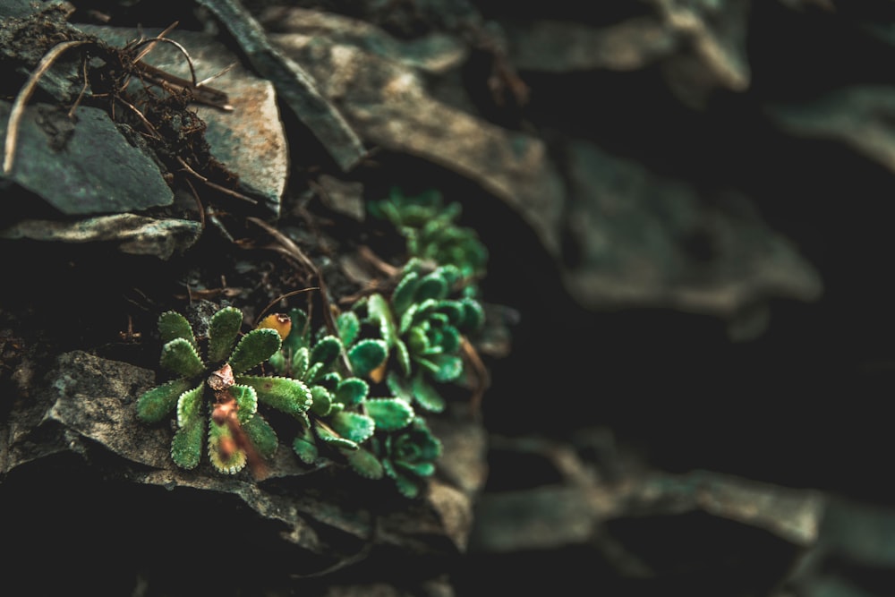 Fotografía de enfoque selectivo de suculentas verdes