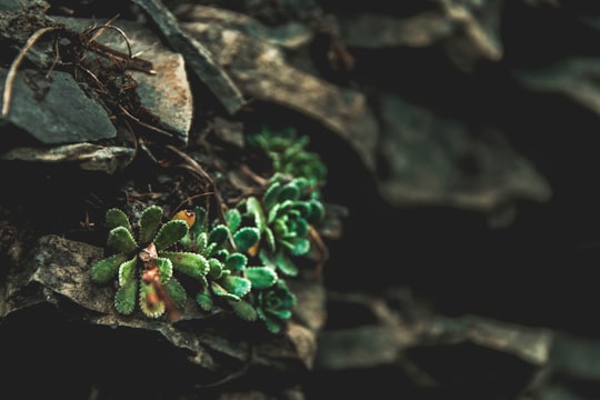 selective focus photography of green succulents in Crans-Montana Switzerland