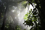 Sunlight filtering through the thick rainforest leaves, illuminating the misty Bukit Lawang landscape.
