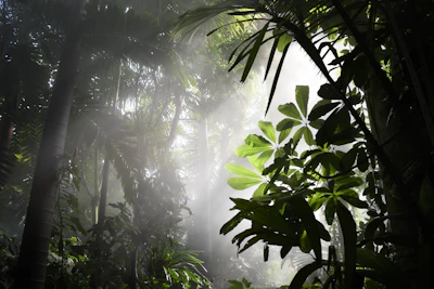 Sunlight filtering through the thick rainforest leaves, illuminating the misty Bukit Lawang landscape.