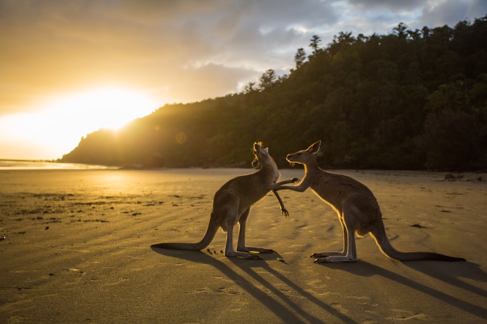 two kangaroos on seashore