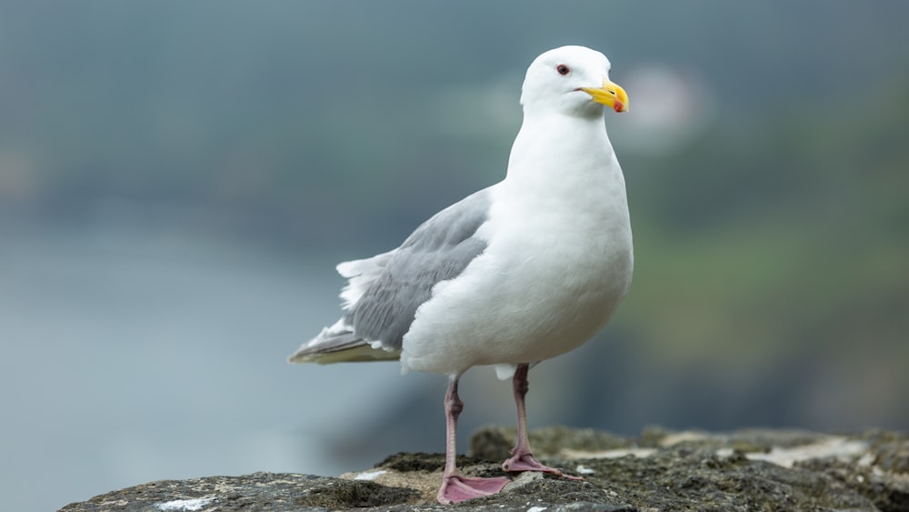 white seagull