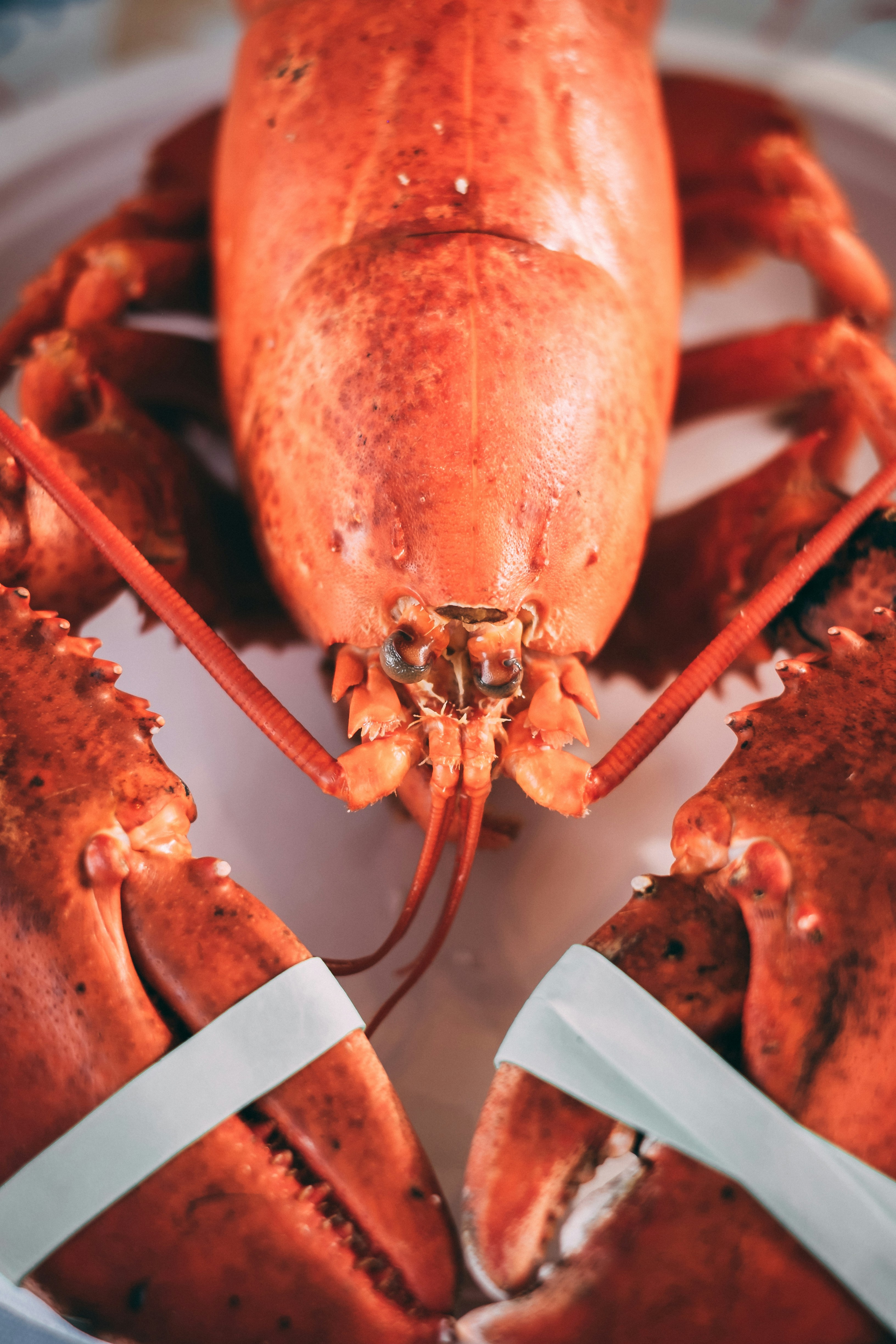 True Lobsters: Cold-Water Delicacies of the North Atlantic