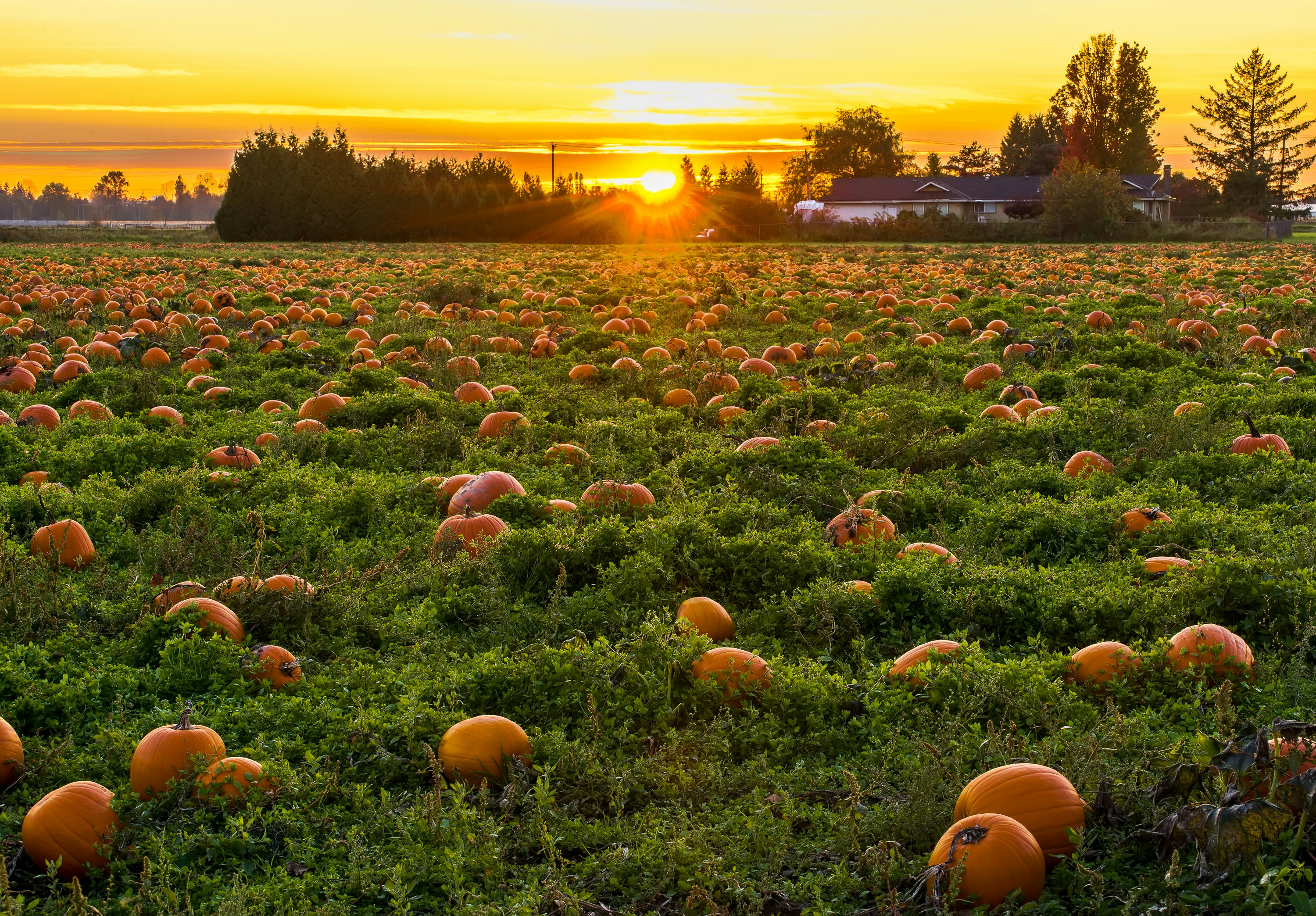 Magical, Mystical, the Enchanted Pumpkin Garden in Carefree