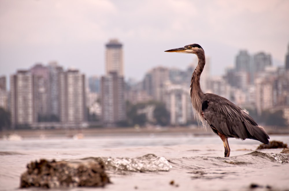 brown bird by the sea