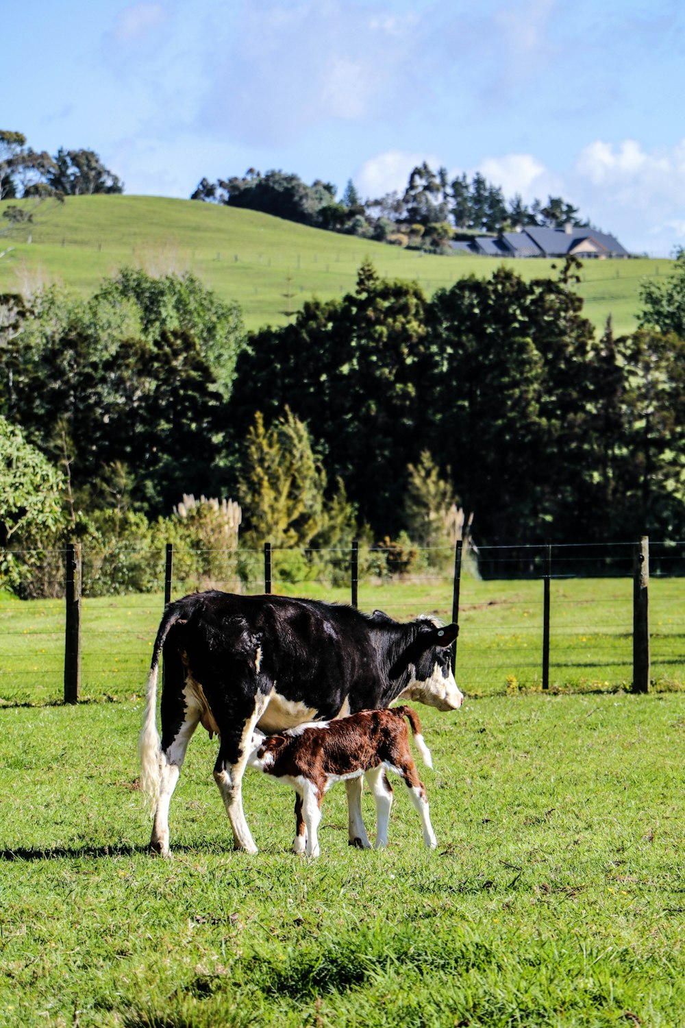 black and white cow with calf