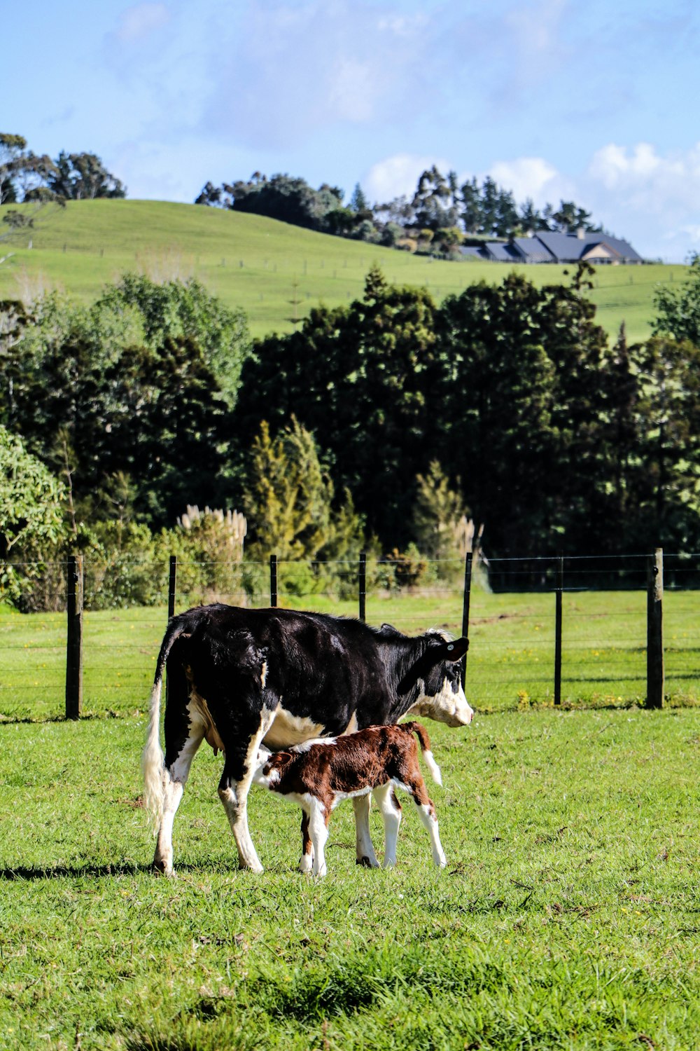 vache noire et blanche avec veau