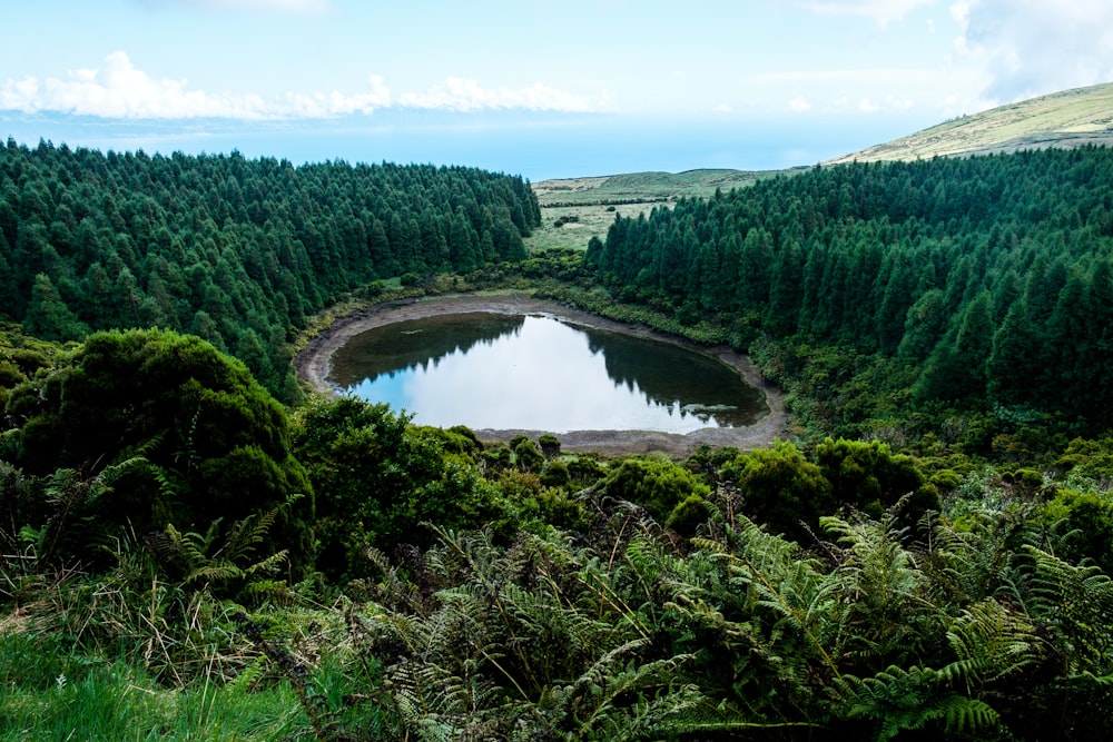 lago cercado de árvores