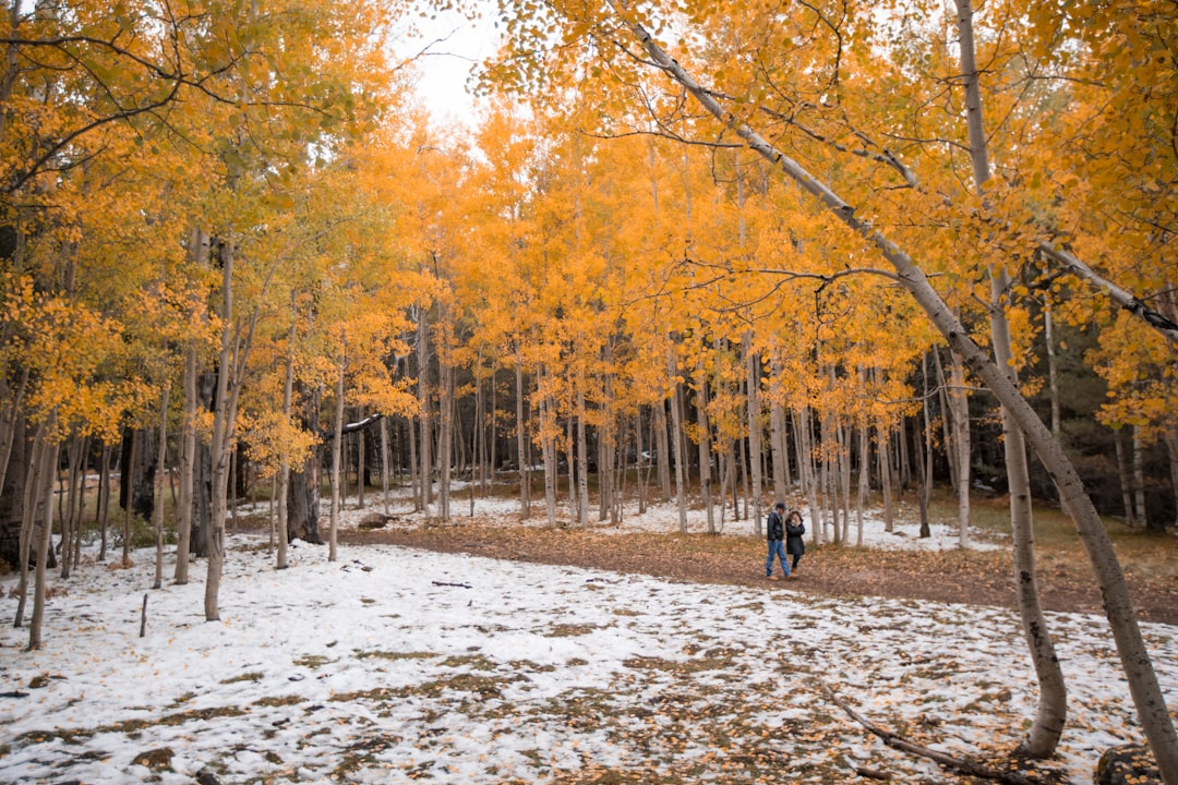 two people walking near trees