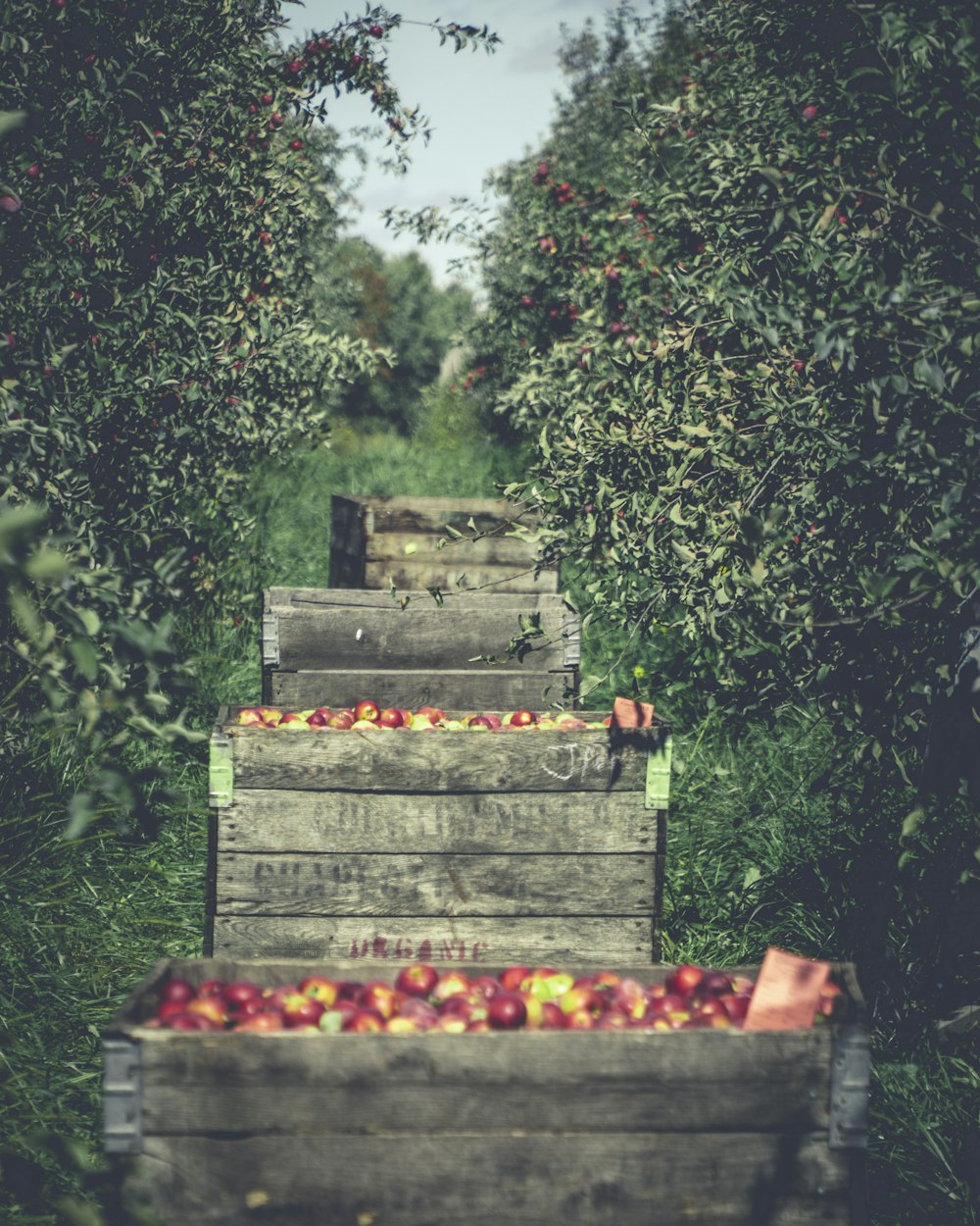 a row of wooden crates filled with apples
