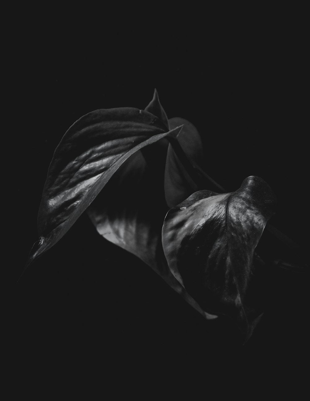 grayscale photography of leaf