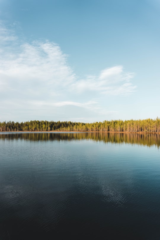 green tree across body of water in Sonfjället National Park Sweden