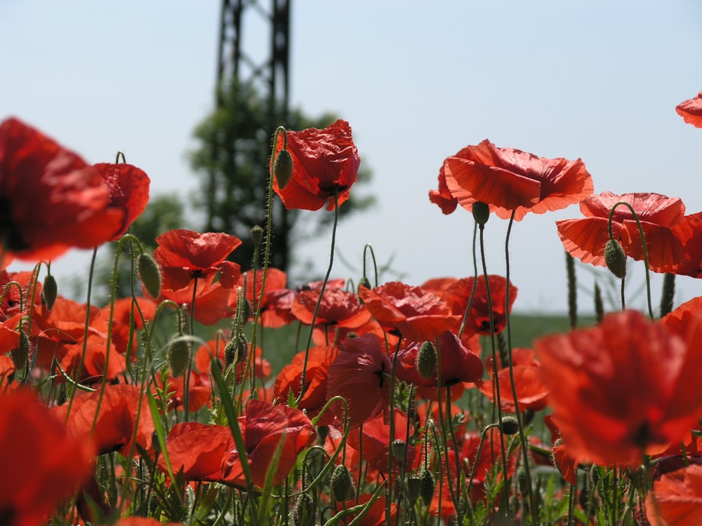 red petaled flowers