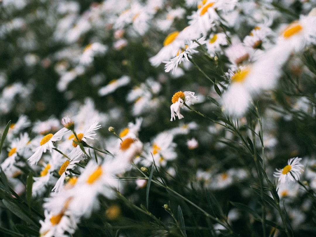 white daisy flowers