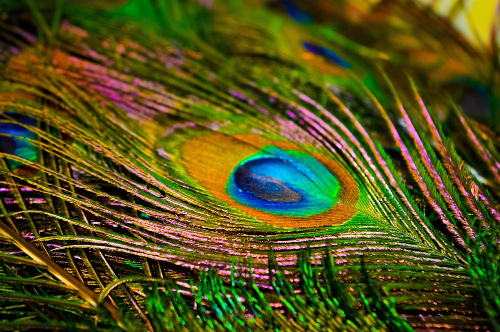 peacock feather in macro photography