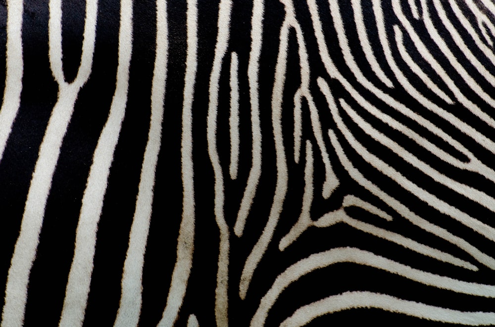 pele de zebra preta e branca