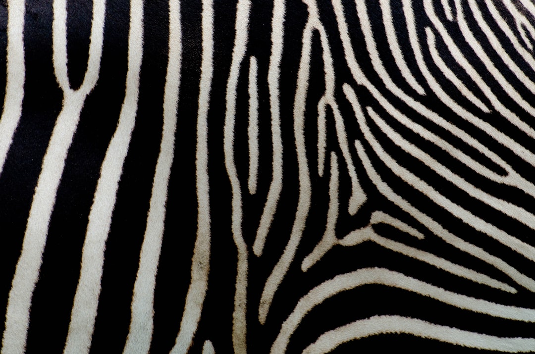  black and white zebra skin zebra