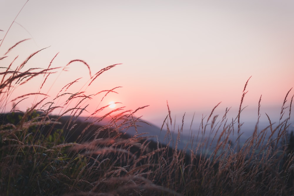 wheat field