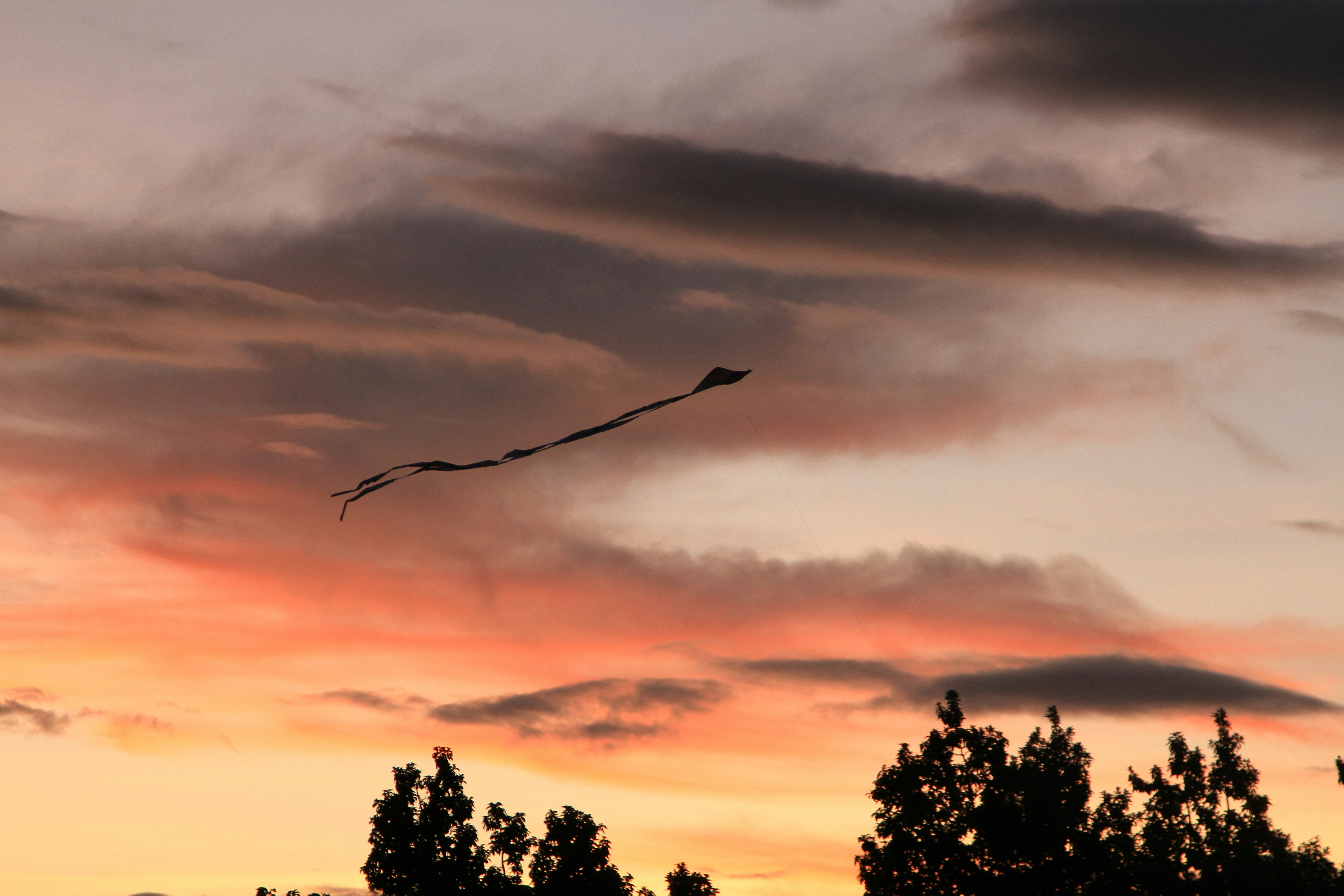 bird flying over the trees during sunset