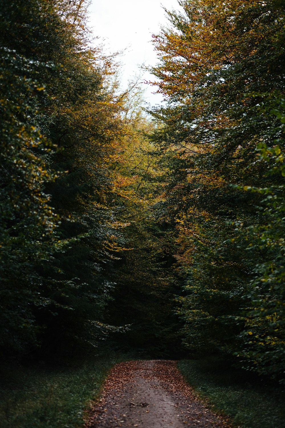 pathway beside trees during daytime