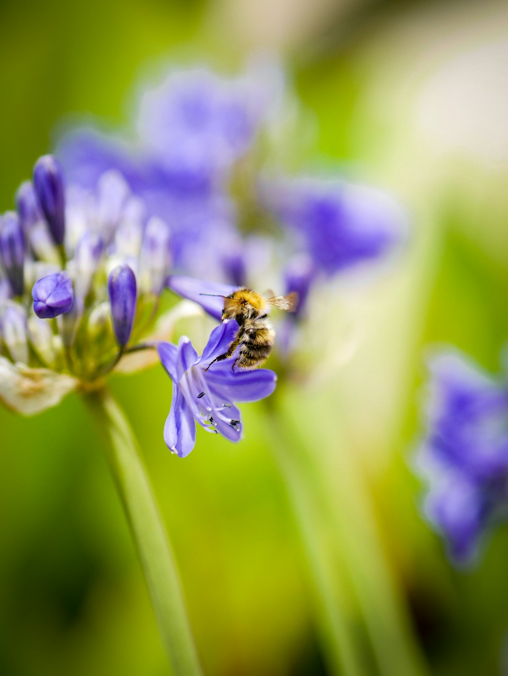 brown and black bee on purple petaled flowers