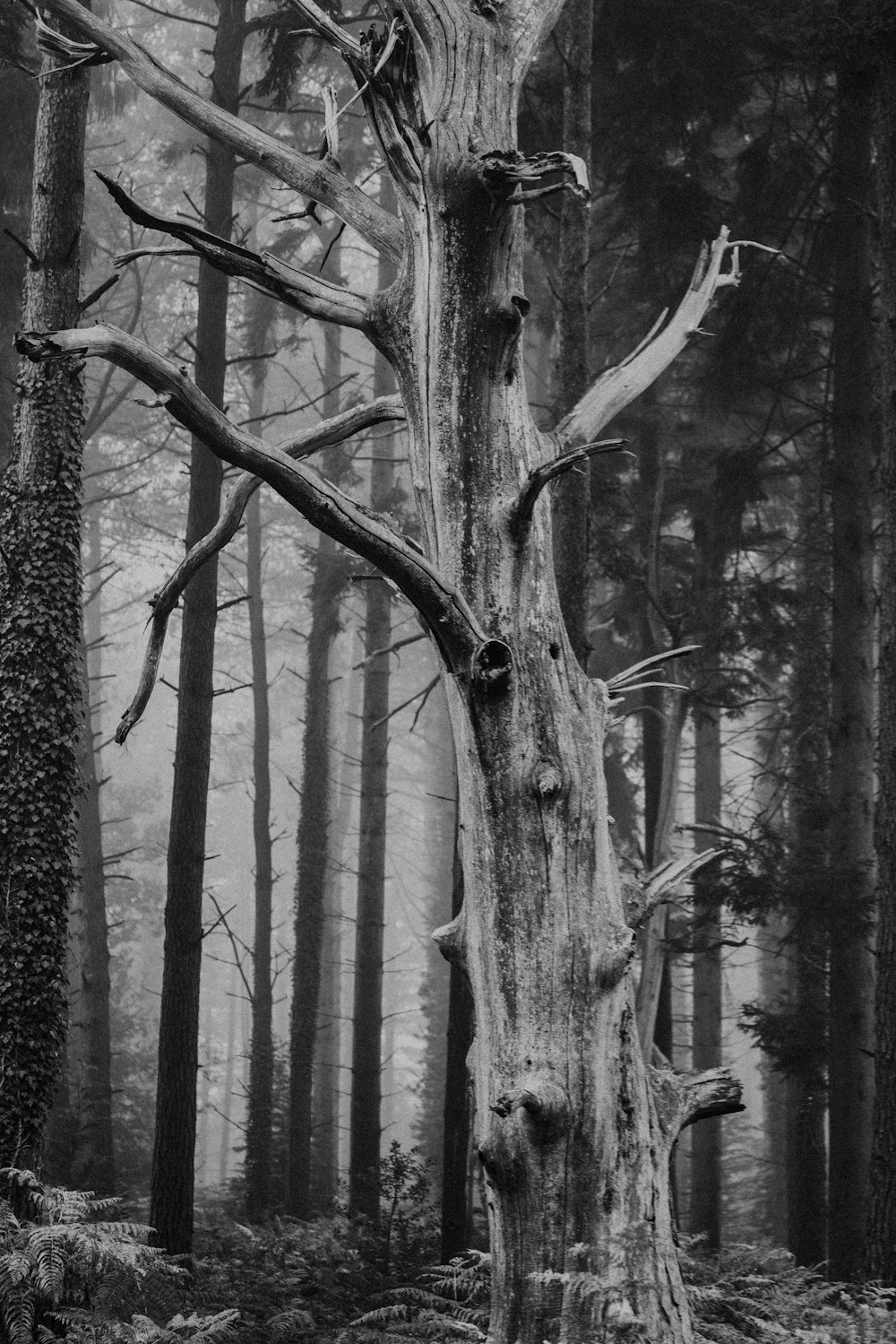 grayscale photo of withered tree