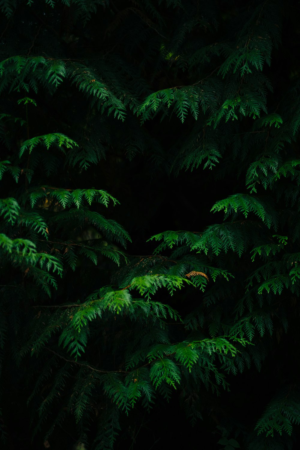 green-leafed plants