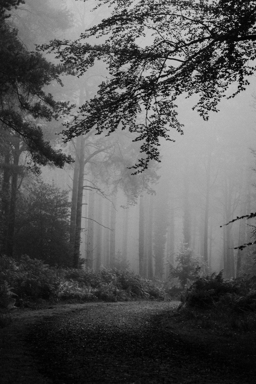 trees near road