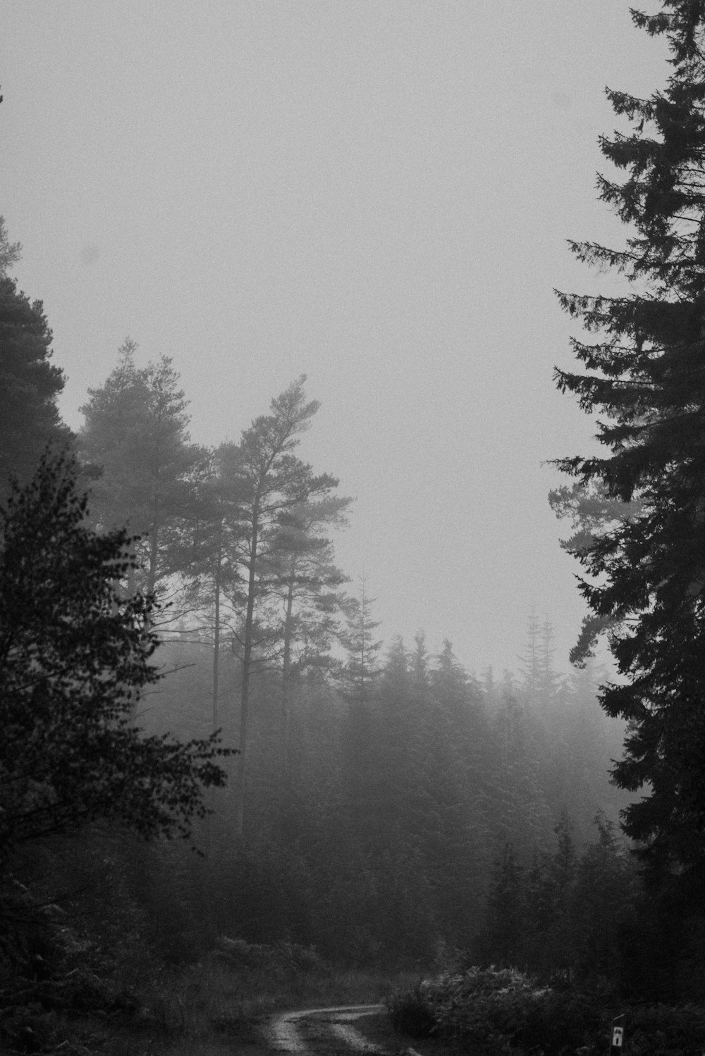 grayscale photography of tall trees covered with fogs