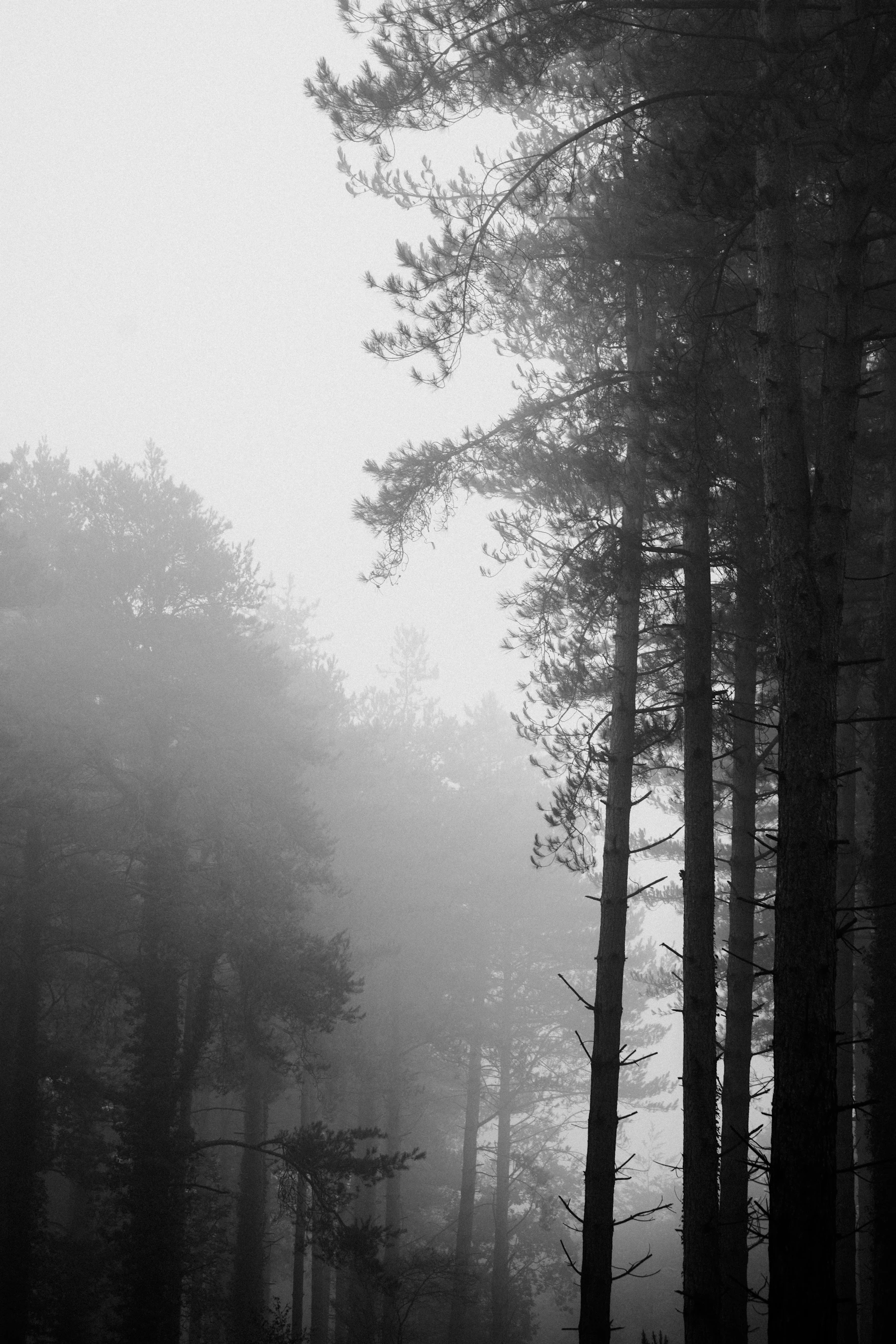 Bosque real cubierto de niebla