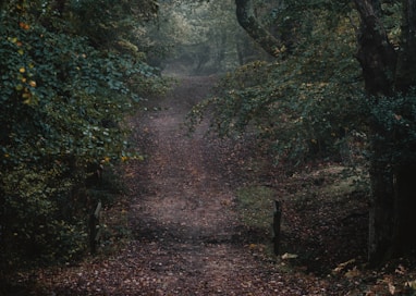 brown footpath on forest