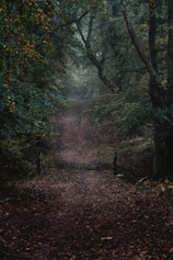 brown footpath on forest