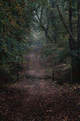 brown footpath on forest