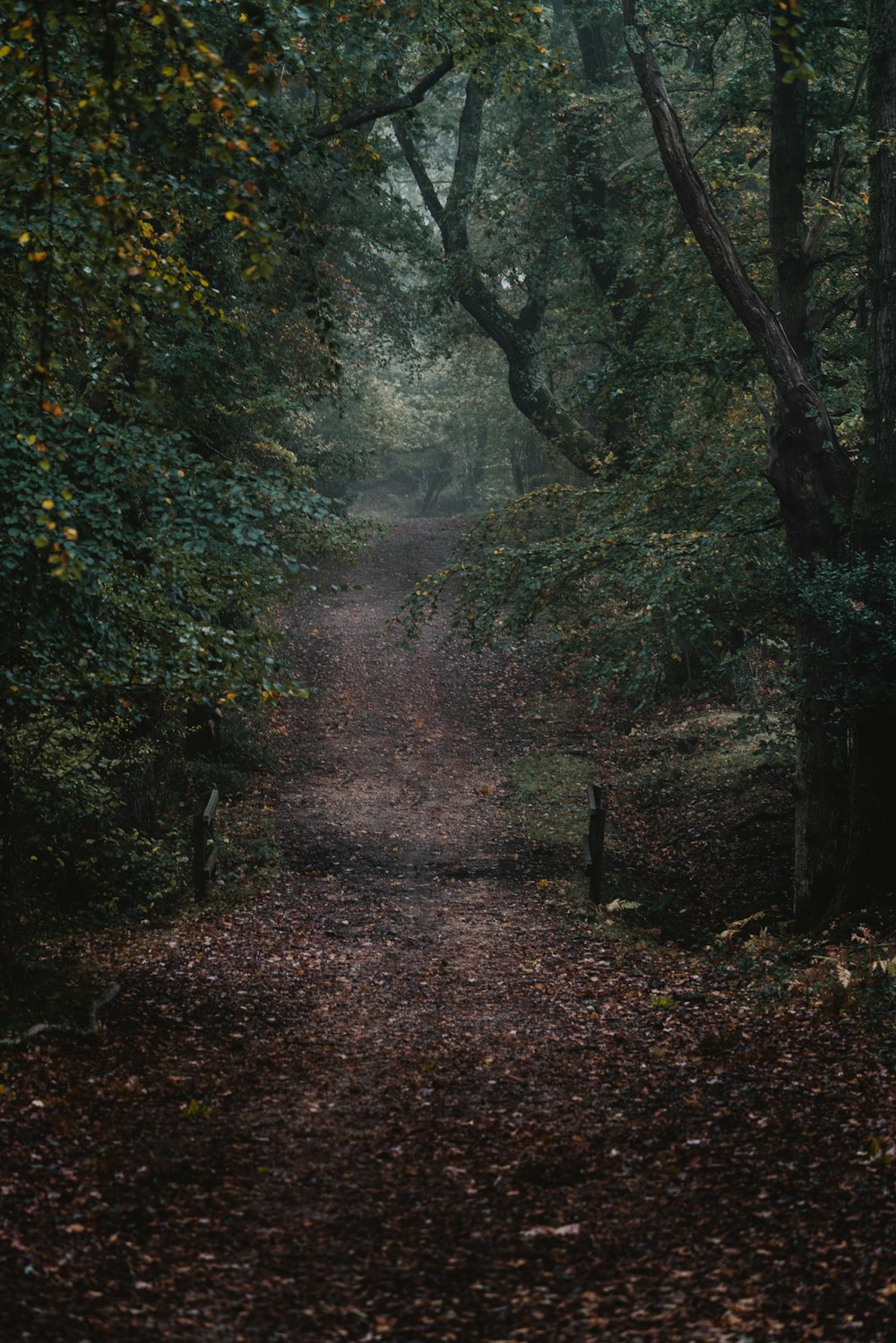 brown footpath on forest