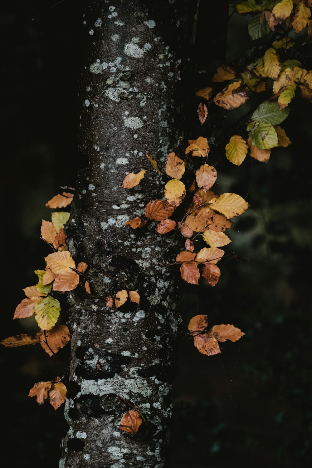 Braune und grüne Blätter auf grauem Baumstamm in der Makrofotografie