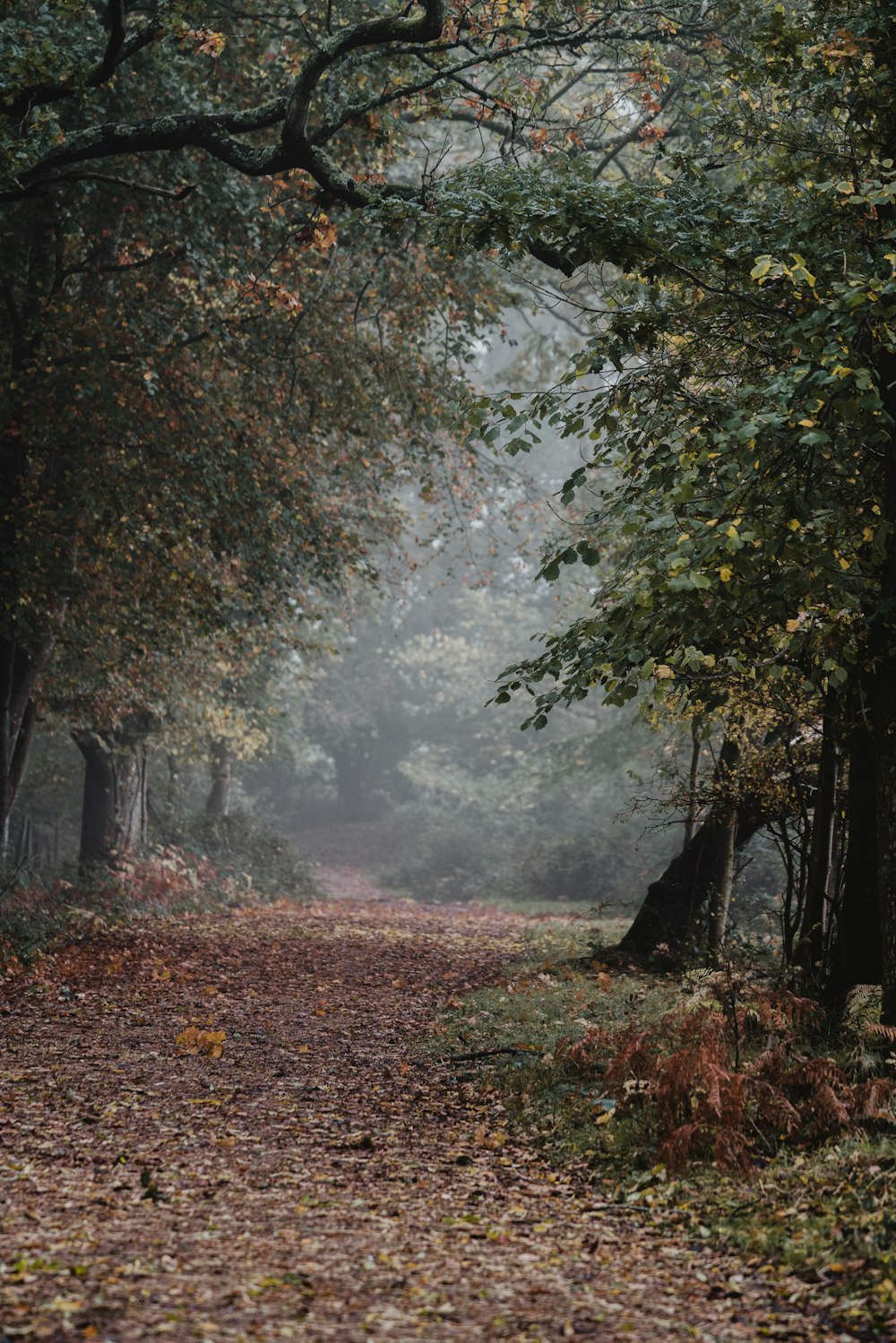 pathway covered with fallen leaves between trees during daytime