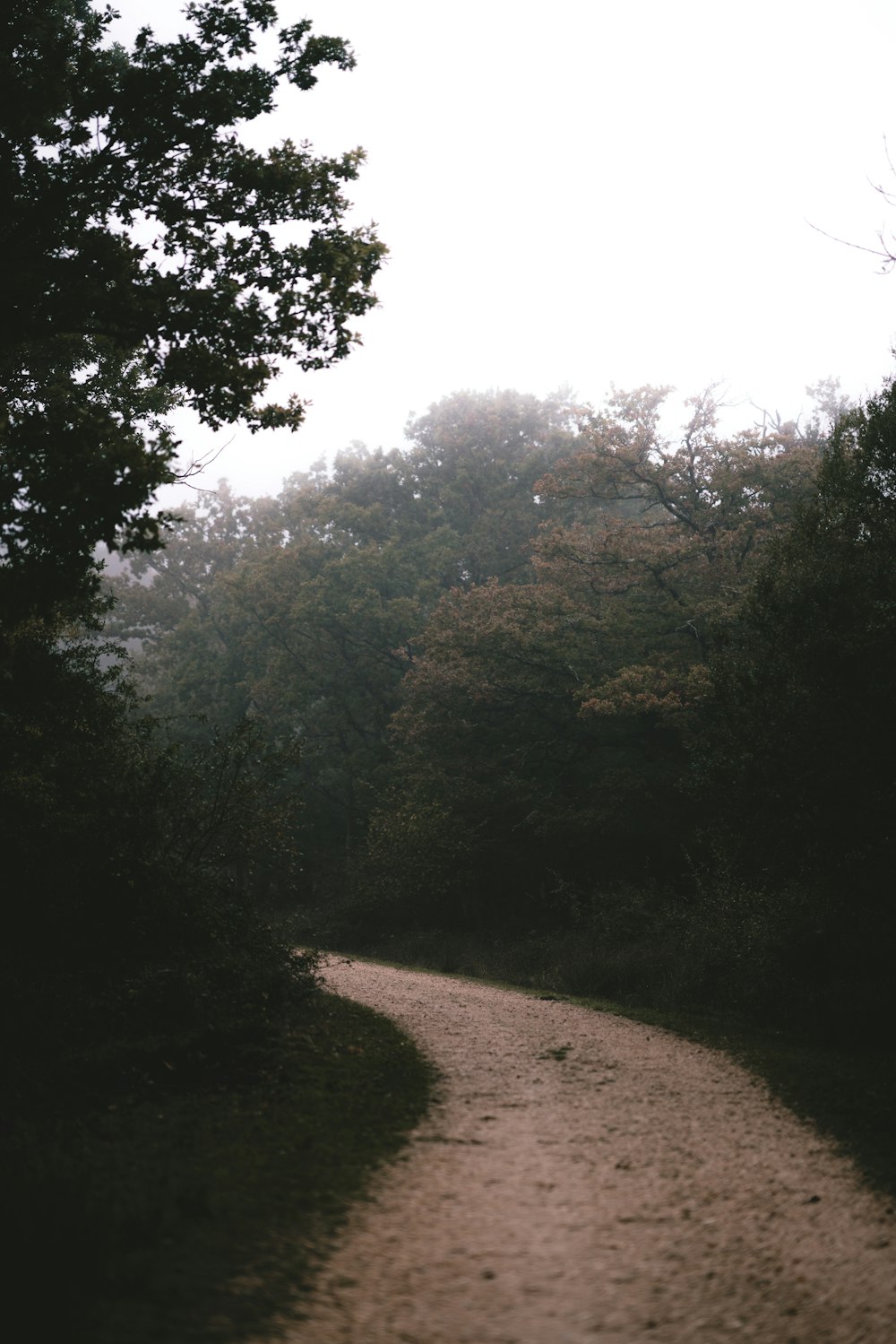 Um caminho no meio de uma floresta