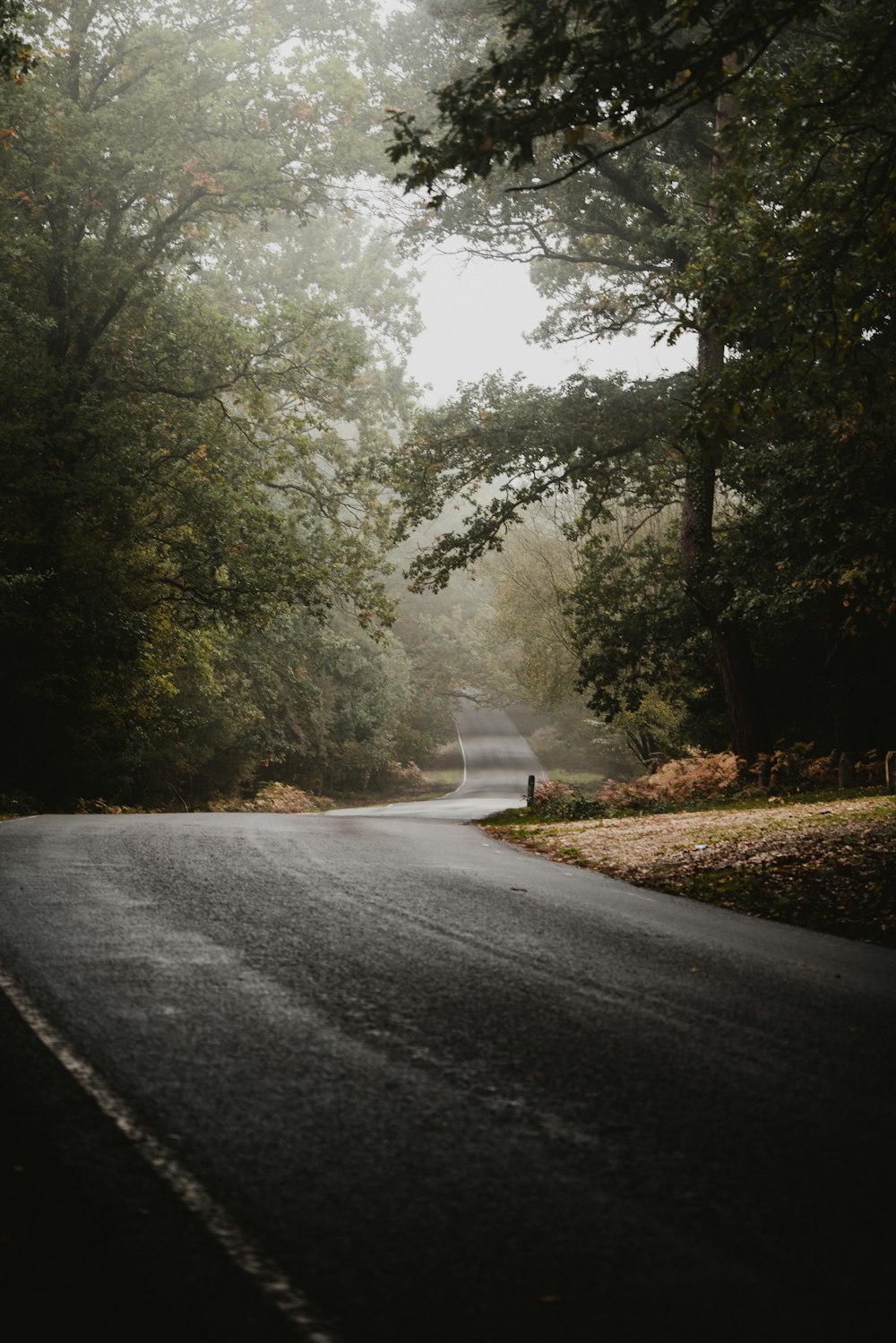 empty concrete road in between forest during foggy weather