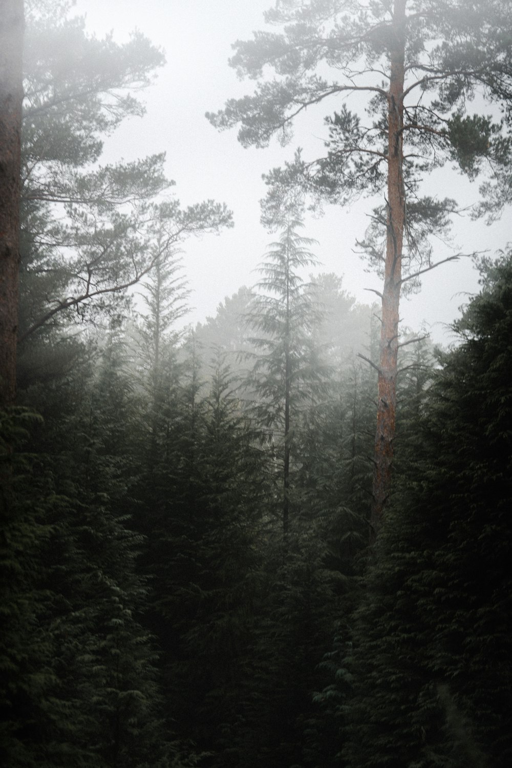 forest at daytime