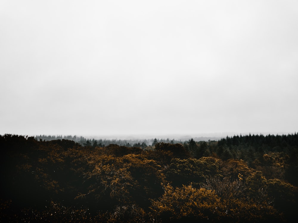 a view of a forest from a distance